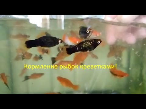 Видео: Кормление рыбок креветками!