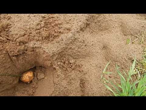 Видео: Ловушка для проволочника.