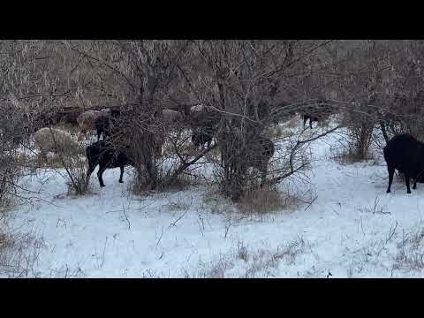 Видео: Зимний выпас овец