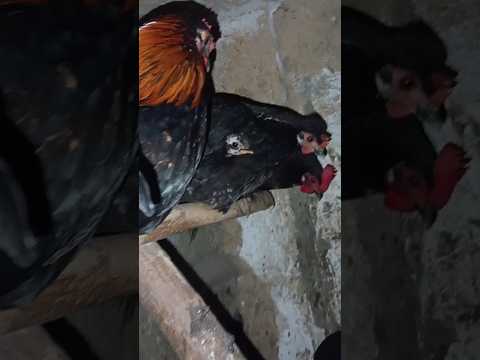 Видео: моя колекція мініатюрних #кури