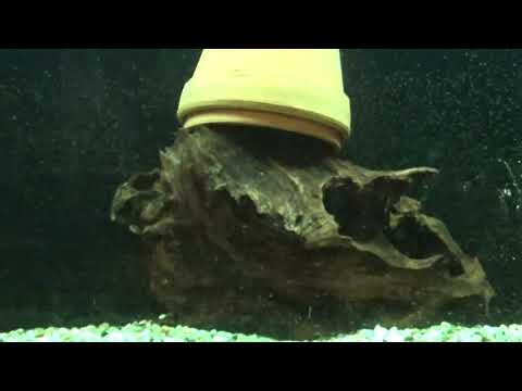 Видео: Аквариумные рыбки.Часть 89.Манагуанская цихлазома.Нужен совет