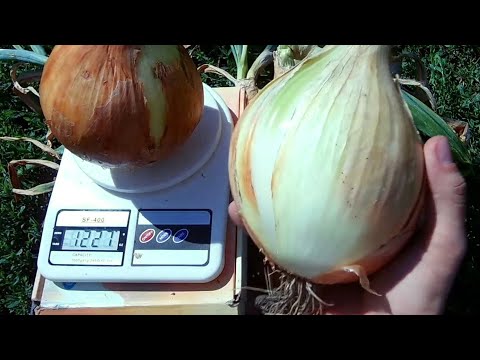 Видео: КАЖДАЯ ЛУКОВИЦА  БОЛЕЕ 1.2 КГ / ПОЛНАЯ, ПОЭТАПНАЯ ТЕХНОЛОГИЯ ВЫРАЩИВАНИЯ ЛУКА ЭКСИБИШЕН