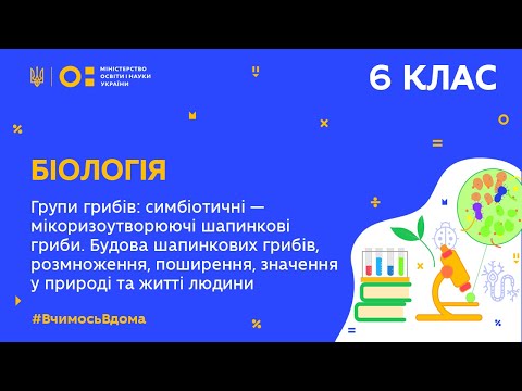 Видео: 6 клас. Біологія. Групи грибів: симбіотичні – мікоризоутворюючі шапинкові гриби (Тиж.8:ПН)