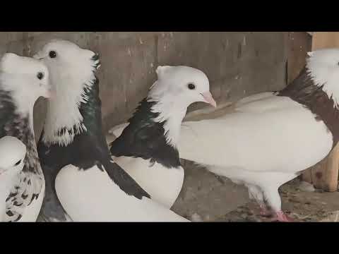 Видео: Toghi Iranian pigeons @ Majids Haven (  Тоги Иранские  голуби)