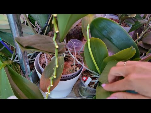 Видео: "ЧТО-ТО ВЫ НАС ДУРИТЕ! НЕ МОГУТ ТАК БЫСТРО ЗАЦВЕТОНОСИТЬ орхидеи."