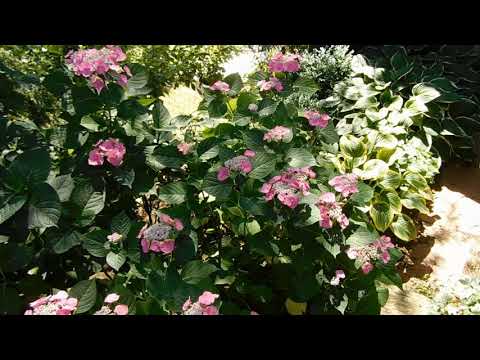 Видео: В саду прекрасных гортензий.