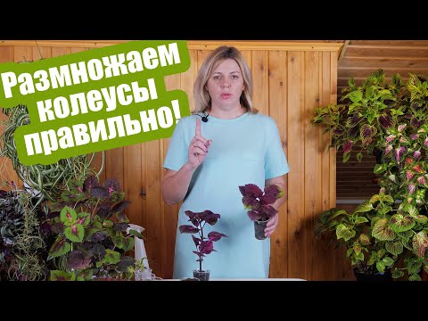 Видео: Мастер-класс: как просто размножить колеусы черенками и семенами