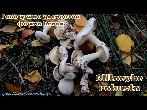 Видео: Говорушка дымчатая форма белая | Clitocybe robusta