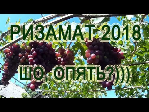 Видео: Ризамат 2018 на моём винограднике. Шо, опять?