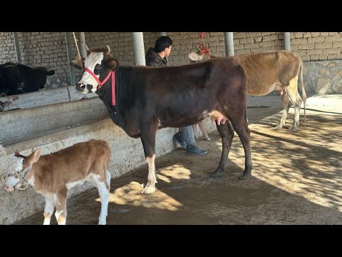 Видео: ГОВОИ ФУРУШИ АРЗОН 2 САР НОМЕР 911217221 НАВОРИ ТОЗА 6 ноября 2025 г.