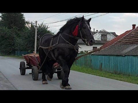 Видео: 🎬🚨Запрягли Фараона .💪 Прогулка PERCHERONA🐎☄️💥