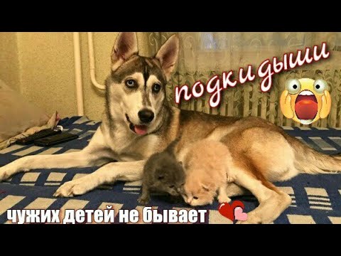 Видео: ПОДБРОСИЛИ КОТЯТ. ЧУЖИХ ДЕТЕЙ НЕ БЫВАЕТ.