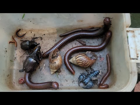 Видео: Удивительно, как ловятся гигантские пары многоножек, жуки-носороги, скорпионы, пары улиток, красн...