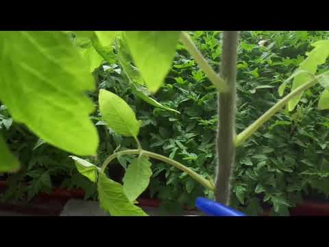 Видео: Формировка томатов. Как формировать томат в 3 ствола?