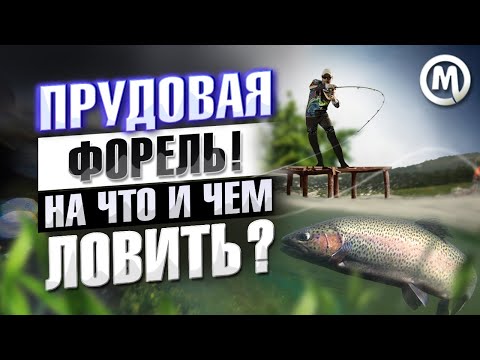 Видео: ФОРЕЛЬ на платнике. На что и чем ловить?