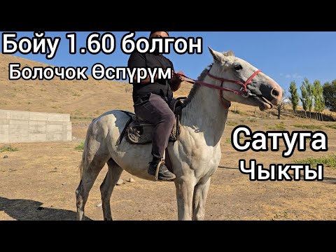 Видео: Бүгүн 19 сентября 2025 Өспүрүмдүн Өртү чыкты Сатуга #атбазар #жылкыбазар #rek #арабскиелошади