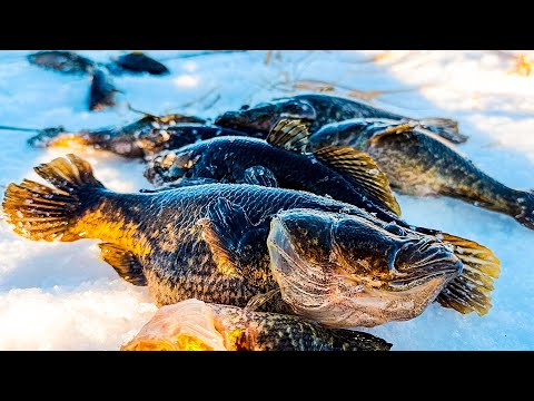 Видео: Решил проверить СТАРУЮ ЛУНКУ, и НЕ ЗРЯ!! Вот это КАБАНЧИКИ!! Крупный РОТАН на блесну и КУСОК МЯСА!!