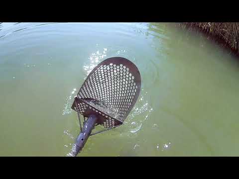 Видео: Поиск🥇!Эквинокс,снайперская катушка,не всё так просто!Пляжный коп под водой металлоискателем.