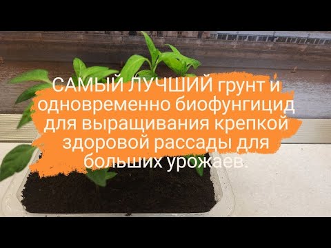 Видео: Как вырастить здоровую крепкую рассаду ЛУЧШИЙ грунт для рассады