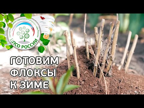 Видео: Флоксы осенью. Уход за флоксами осенью.