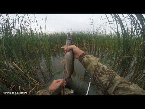 Видео: Щука на удочку.Озеро Андреевское.