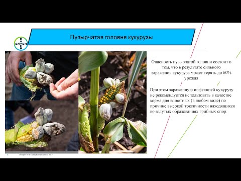 Видео: Как защитить кукурузу? Препараты компании Bayer и их аналоги.  Пузырчатая головня, фузариоз, гниль.