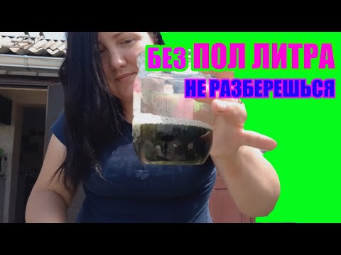 Видео: Как кормить ежевику и малину весной