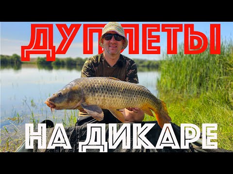 Видео: Дуплеты на дикаре | Ловля карпа и тест бойлов | Дикий карпфишинг