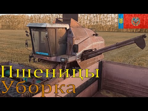 Видео: Сезон 2022. Уборка пшеницы 2 сентября.