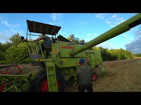 Видео: УБОРКА УРОЖАЯ-2020 Молотим ЯЧМЕНЬ. CLASS Consul