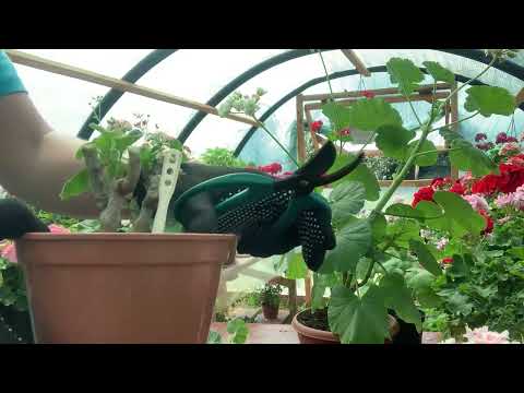 Видео: #2.Обрізка Пеларгоній, види обрізок, для чого і який результат можна досягти