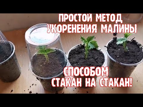 Видео: "Простейший способ укоренения малины", /Размножение  малины ремонтантной/!