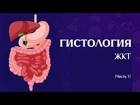 Видео: Гистология ЖКТ (часть 1)