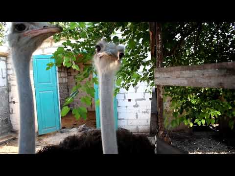 Видео: Страуси, нарешті.