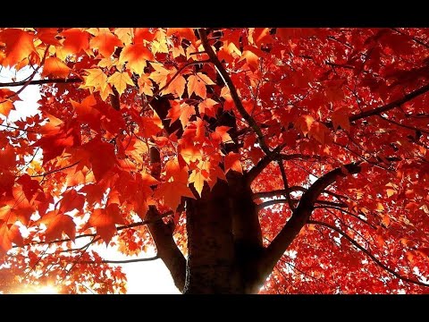 Видео: Изучаем лиственные деревья Развивающее видео