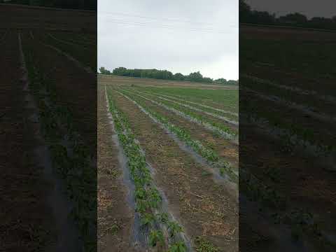 Видео: ВІДЕО #248. ОГЛЯД ПОЛЯ З ПЕРЦЕМ, ЯКІ ГІБРИДИ В ЦЬОМУ РОЦІ.
