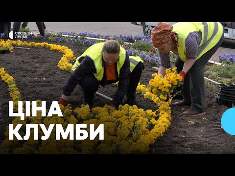 Видео: Які квіти висаджують у Луцьку і скільки це коштує