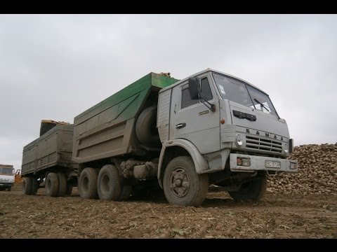 Видео: Збір цукрового буряка 2016 | Вывоз сахарной свеклы 2016 |Sugar beet trucks collection