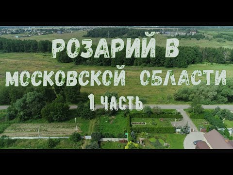 Видео: Розарий на территории перед домом.