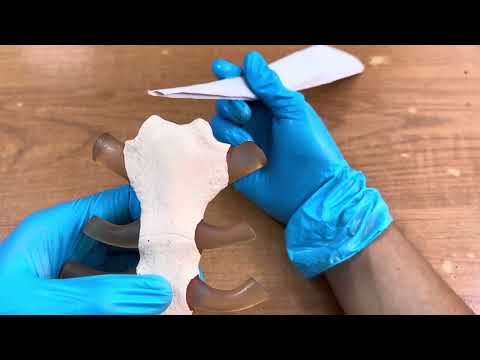 Видео: Төс сүйегінің құрылысы