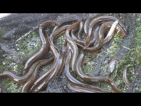 Видео: Вьюн и не только: наловил сачком рыбы и зарыбил пруд - 3 часть