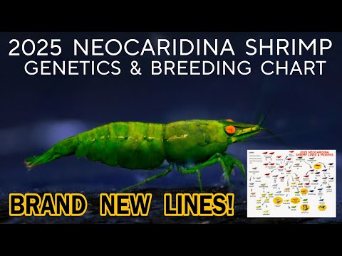 Видео: 2025: НОВЫЕ цвета и линии креветок Neocaridina. Генетическая таблица для разведения вишнёвых крев...