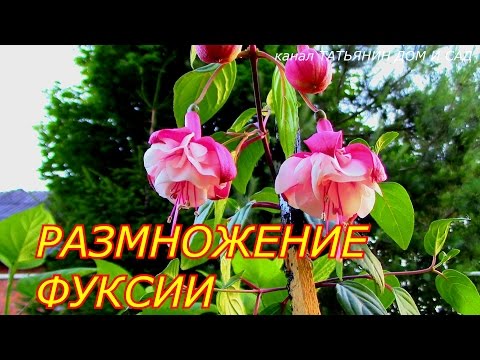 Видео: РАЗМНОЖЕНИЕ ФУКСИИ