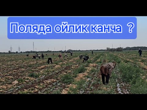 Видео: Волгоград поляда ойлик канча ? #xorazm #toshkent #navoiy #andijon #surxondaryo #namangan #nukus