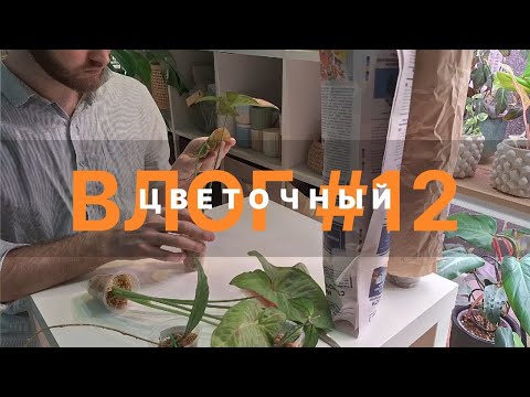 Видео: ЦВЕТОЧНЫЙ ВЛОГ #12 || ПОЛИВ КОМНАТНЫХ РАСТЕНИЙ || РАСПАКОВКА ЗАКАЗА