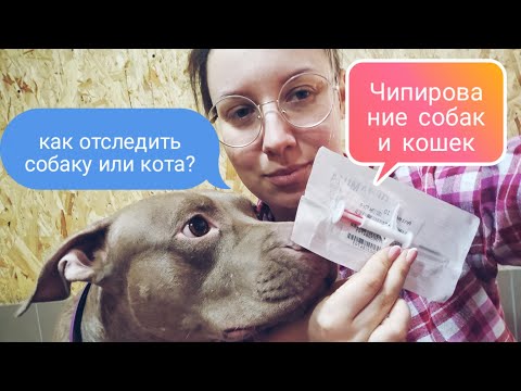 Видео: Чипирование собак и кошек. Как по микрочипу найти собаку / кота.