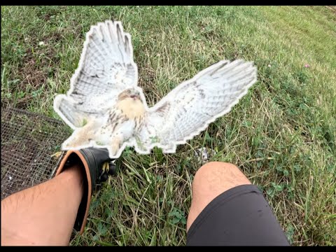 Видео: Сезон ловли соколиной охоты ОТКРЫТ! — Поиски ГИГАНТСКОГО краснохвостого ястреба