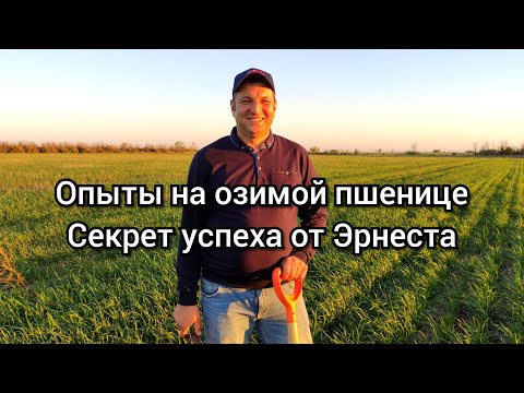 Видео: Опыты на пшенице. Эрнест No-till