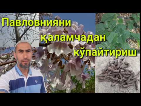 Видео: Павловния дарахтини қаламчадан кўпайтириш