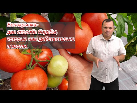 Видео: Белокрылка уйдёт с огорода- чем реально обработать.
